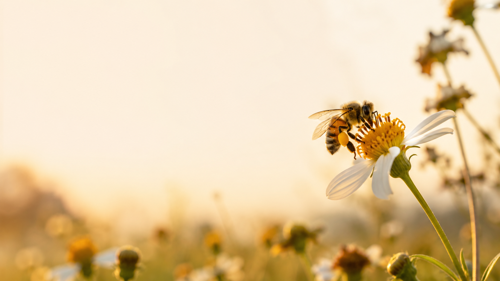 What the Honeybee Can Teach Us About Serving God